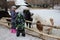 children stroke horses ponies in the paddock animals on the farm