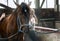 Children take care of the horse in the old  stable. Girl grooming horse with brush