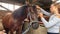 Children take care of the horse in the old  stable. Girls grooming horse with brush  cleaning and taking care of horse 1