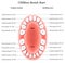 Children Teeth anatomy