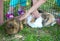 Children touching shy bunny