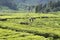 Children working at a tea plantation