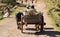 Children in a zebu cart. Many children in this region don`t go to school because of