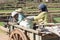 Children in a zebu cart. Many children in this region don`t go to school because of