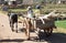 Children in a zebu cart. Many children in this region don`t go to school because of