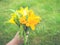 Childrens hand holds a bouquet of yellow lilies and fern leaves on the background of green grass