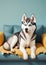 Childrens Illustration Of Husky Dog Chewed And Destroyed The Sofa And Sits On It, A Portrait Of A Harmful Dog At Ho. Generative AI