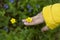 Childrens pen holds a yellow small flower on a blurred background glade