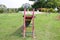 Childrens slide made of iron and wood in red and blue color with other toys on a lawn in the background with trees and green veget