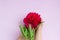 Childs hand holding lovely magenta peony on light pink background. Copy space for text. Floral greeting card