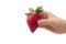 Childs hand holding a red strawberry isolated on wihte background. Minimal, natural, summer fruit arrangement. Organic