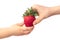 Childs hand holding a red strawberry isolated on wihte background. Minimal, natural, summer fruit arrangement. Organic