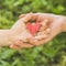 Childs hand and old hand grandmother hold heart. Concept idea of love family protecting children and elderly people grandmother