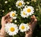 Childs hands  gently reach for beautiful blooming daisies