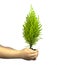 Childs Hands Holding Cypress Pine Tree Sapling