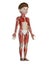 A childs muscle system