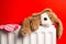 Childs teddy bear and mittens on a bedroom radiator