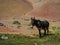 Chile atacama desert wild donkey