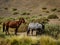 Chile Atacama wild desert horse