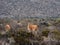 Chile desert curious guanacos wildlife