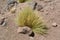 Chile. Desert plant - paja brava