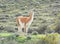 Chile Patagonia National Park Guanaco W circuit trekking Torres-Del-Paine Adventure Nature Wild Chilean Animal Grassland Mountain 