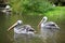 Chile pelicans