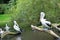 Chile pelicans in natural environment