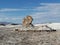 Chile San Pedro Atacama Desert Moon Valley Pacman Rock Sculpture Chilean Nature Sand Dune Earth Mountain Ancient Salt Mine