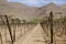 Chile - Vineyard cultivation