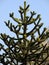 Chilean Araucaria, Araucaria araucana