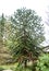 Chilean araucaria tree growing in a big park in Germany in spring