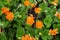 Chilean avens or Geum chiloense orange flowers growth, top view