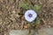 Chilean Bell flower - Nolana Humifusa