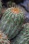Chilean Copiapoa cinerea var. haseltoniana an ash-coloured globular cactus