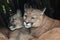 Chilean cougar (Puma concolor).