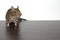 Chilean degu squirrel alone on a dark table. Brown color of wool. Place for text.