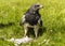Chilean Eagle Buzzard - Geranoaetus Melanoleucus