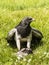 Chilean Eagle Buzzard - Geranoaetus Melanoleucus