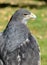 Chilean Eagle Portrait