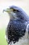 Chilean Eagle Portrait