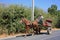 Chilean Farmer Driving Colorful Horse-Drawn Cart