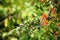 Chilean fire bush or Embothrium coccineum tree flower in the field