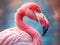 Chilean Flamingo