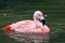 Chilean Flamingo