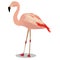 Chilean flamingo cartoon bird