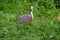 Chilean Flamingo enjoying being in the sun