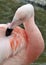 Chilean flamingo at Jersey Zoo