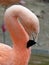 Chilean flamingo at Jersey Zoo