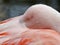 Chilean flamingo at Jersey Zoo